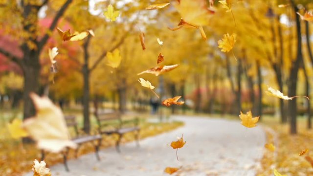 Yellow leaves falling in autumn park