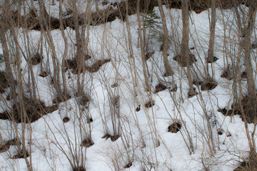 林の雪解け