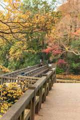 Fototapeta na wymiar Autumn foliage overlooking the wooden bridge of the japanese temple Benzaiten in the forest parc of Inokashira in Kichijoji city