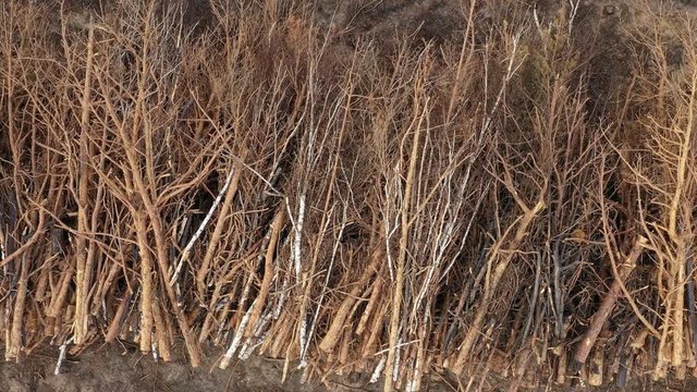 Waldbrand