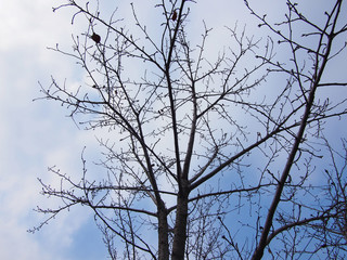 Fototapeta na wymiar tree in the sky