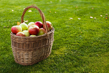 apples in basket in left corner on the grass
