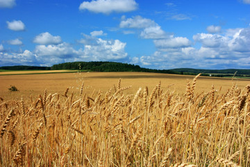 Naklejka premium Golden ears of wheat in the field