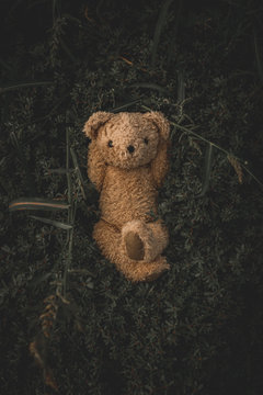 Teddy Bear relaxing in grass