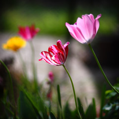 Tulips in a garden