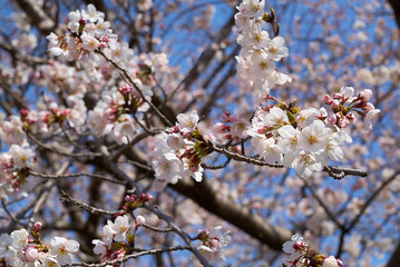 桜町陣屋跡　桜　2019年