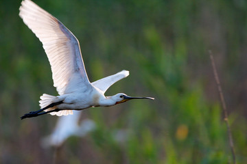The Eurasian spoonbill on bird colony in Lonjsko polje, Croatia