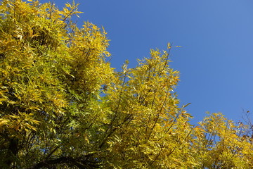 Upright branches of ash tree with yellow leaves against blue sky in October