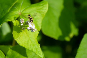 A striped fly on a white flower. Macro. Green leaves in the background. Summer.