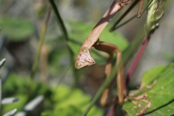 コカマキリ（カマキリの一種）