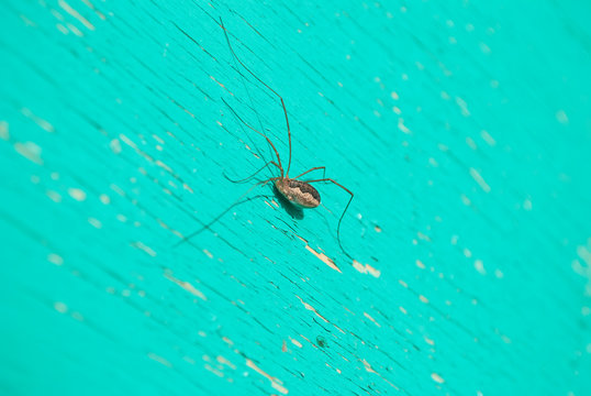 A spider on a painted blue Board. Paint's cracking. Senokot.Laniatores. Opiliones.