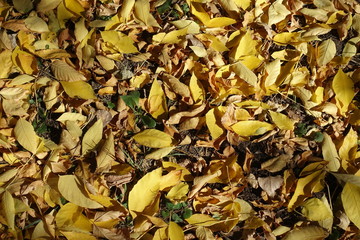 Brown and yellow fallen leaves of red ash tree from above
