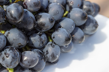 A bunch of black grapes with drops of water on white, close-up