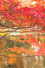 Beautiful autumn colors of Japanese maple tree iroha momiji leaves background in Tokyo public park in Japan