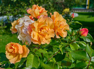 flowers in the garden