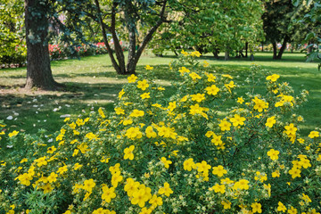 yellow flowers in the park