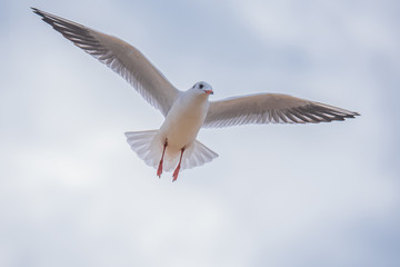 Seagull in flight