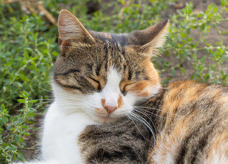 Naklejka na ściany i meble Portrait of a beautiful cat wich sleeping in the garden