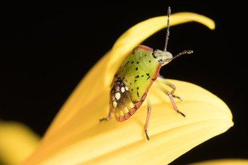 Nezara viridula bug or southern green stink bug on a sunflower.dng