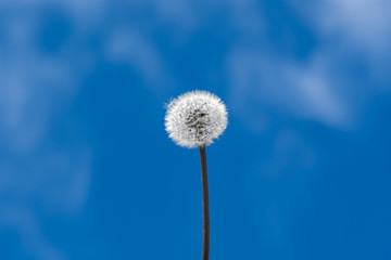 Dandelion seeds with background of blue sky. Concept of wish, hope, spring, summer.