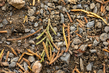 Closeup Forest Ground