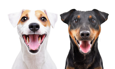 Portrait of funny dog breed Jack Russell Terrier and Jagdterrier isolated on white background - obrazy, fototapety, plakaty