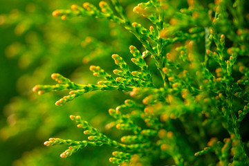 green young thuja branches on blurred background, close view 