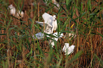 The little egret nesting in colony Lonjsko polje, Croatia