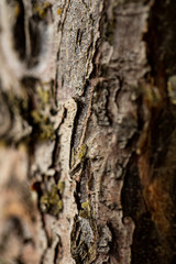 Closeup tree texture
