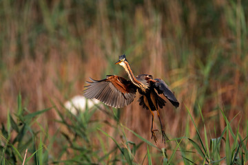 The purple heron nesting in bird colony in Lonjsko polje, Croatia
