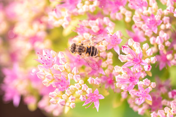 bee on pink flowers at bright sunny day, close-up