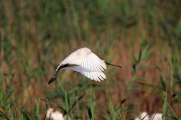 The Eurasian spoonbill on bird colony in Lonjsko polje, Croatia