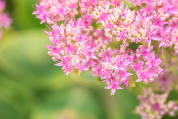 beautiful pink flowers on blurred natural background