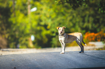 Labrador crossbreed dog stands on a road in a village