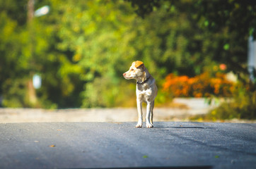 Fototapeta premium Labrador stands on a road in a village