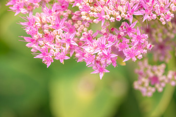 Obraz premium beautiful pink flowers on blurred natural background