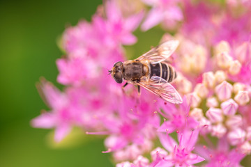 bee on pink flowers at bright sunny day, close-up
