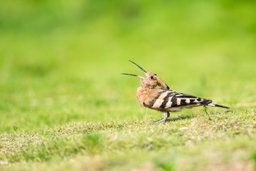hoopoe eating insect closeup
