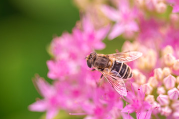 bee on pink flowers at bright sunny day, close-up