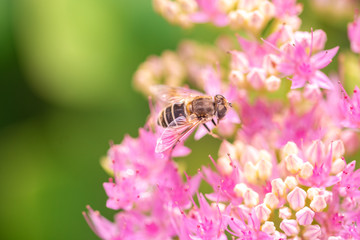 bee on pink flowers at bright sunny day, close-up