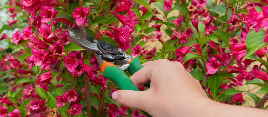Fototapeta na wymiar Hand of a girl with a garden tool Secateur cut flowers on a bush Weygel, concept of gardening, ecology