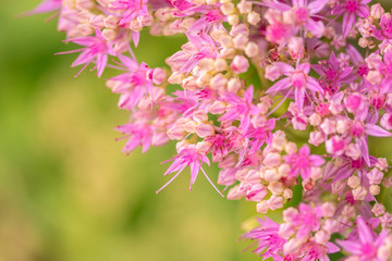 beautiful pink flowers on blurred natural background