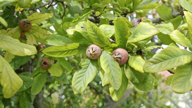 Healthy Medlars in fruit tree - Bawdy autumn fruit medlar brown Mespilus germanica