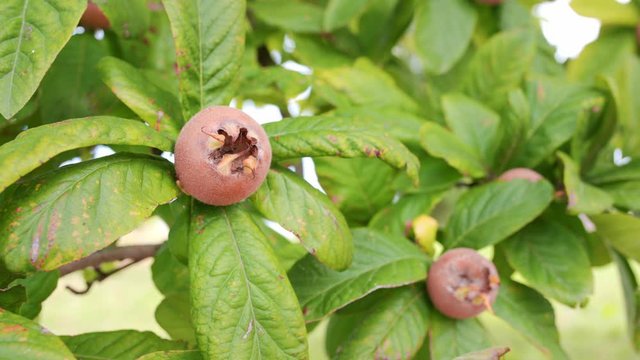 Healthy Medlars in fruit tree - Bawdy autumn fruit medlar brown Mespilus germanica
