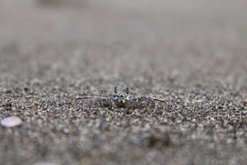 Little Crabby