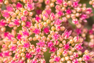 beautiful pink flowers on blurred natural background