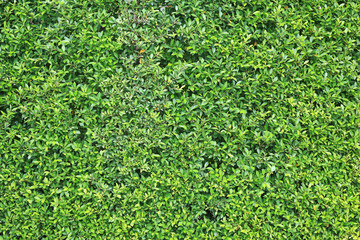 Green leaves wall background. Decorative leaf texture.