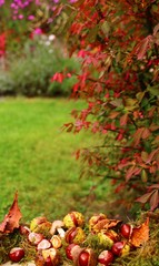 mein garten im herbst