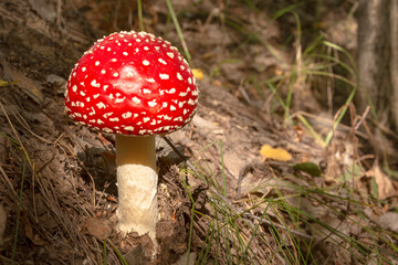 Toxic mushroom Fly Agaric in grass on autumn forest background. Red poisonous Amanita Muscaria