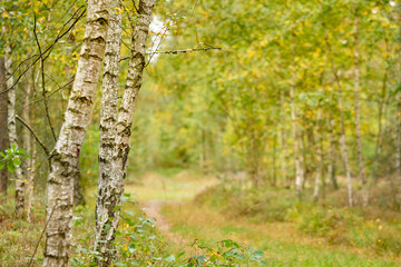 Obraz premium Beautiful bright autumn scenery in an idyllic birch forest in Germany in late summer in September with yellow and green leaves